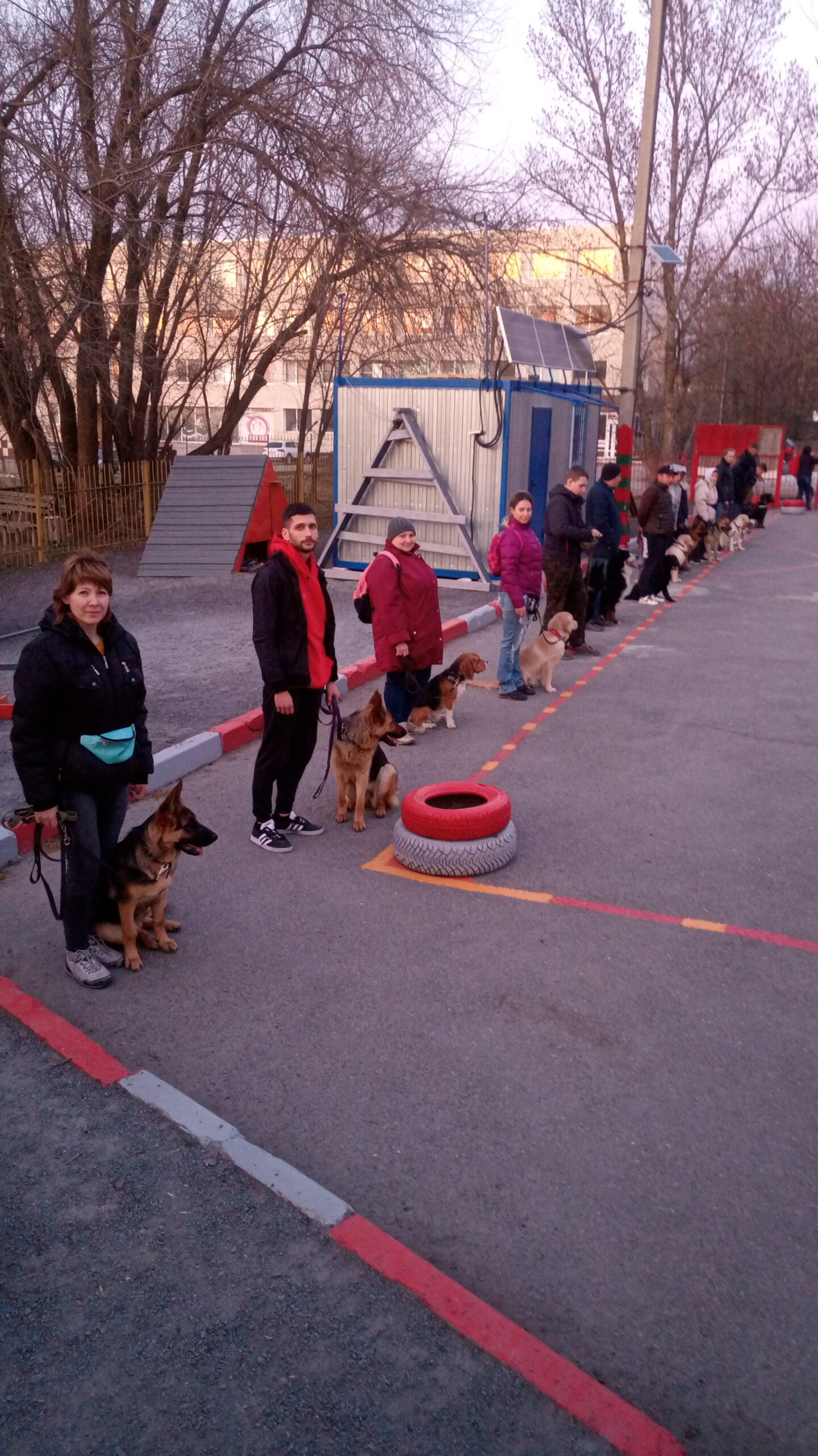 Дрессировка собак в Новочеркасске